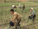 Северокорейские крестьяне. Фото: rmrl.ru