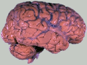 Мозг. Фото с сайта: effectiveenglish.ru