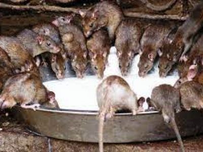 Крысы. Фото: Центр гигиены и эпидемиологии