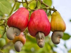 Кешью на дереве. Фото: kedr-nuts.ru